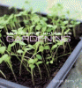 The home guide to gardening techniques