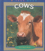 Cows
