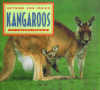 Outside and inside kangaroos