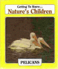 Pelicans