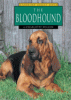 The bloodhound