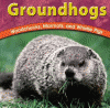 Groundhogs : woodchucks, marmots, and whistle pigs