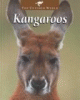 Kangaroos