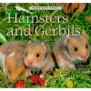 Hamsters and gerbils