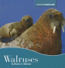Walruses
