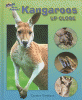 Kangaroos up close