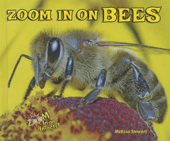 Zoom in on bees