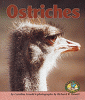 Ostriches