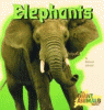 Giant animals. Elephants