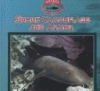 Shark camouflage and armor
