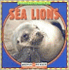 Sea lions
