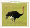 Ostriches