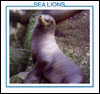 Sea lions