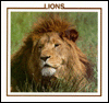 Lions