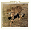 The cheetah