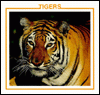 Tigers