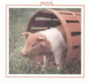 Pigs