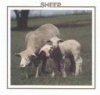 Sheep