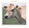 Cows
