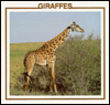 Giraffes