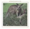 Kangaroos