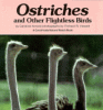 Ostriches and other flightless birds