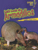 Let's look at armadillos