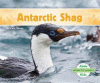 Antarctic shag