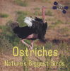 Ostriches : nature's biggest birds