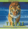 Tigers : prowling predators