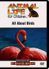 All about birds