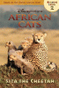 African cats : Sita the Cheetah