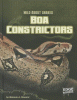 Boa constrictors