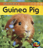 Life cycle of a-- guinea pig