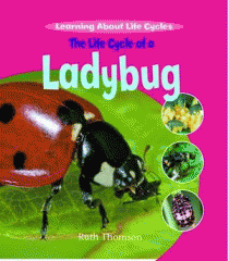 The life cycle of a ladybug
