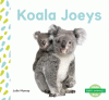 Koala joeys
