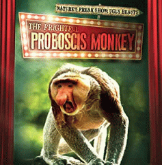 The frightful proboscis monkey