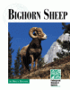 Bighorn sheep