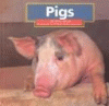 Pigs
