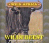 Wildebeest