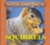 Squirrels