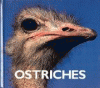 Ostriches