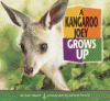 A kangaroo joey grows up
