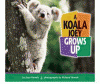 A koala joey grows up