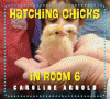 Hatching chicks in room 6