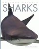 Sharks