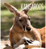 Kangaroos