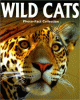 Wild cats
