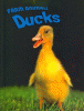Ducks