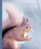 Squirrels